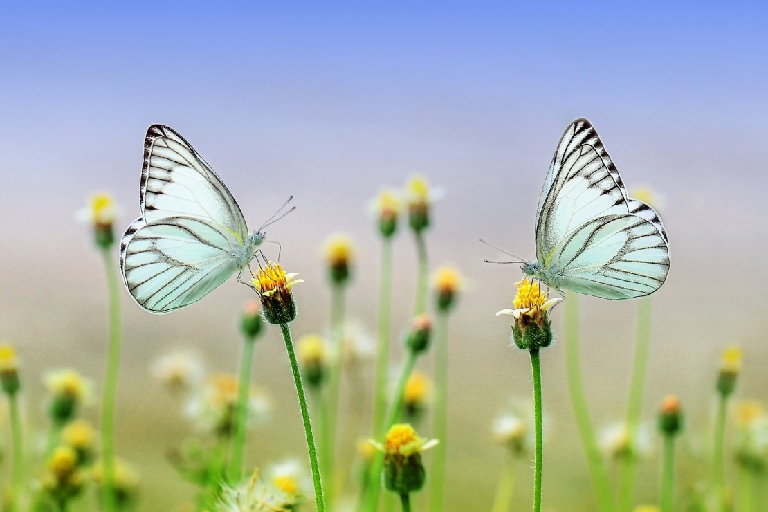 butterfly.jpg